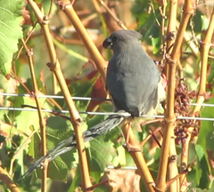 White-Backed Mousebird photo 3
