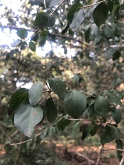 Plectroniella armata