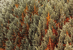Andicolea ilinissae
