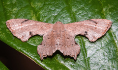 Dysaethria quadricaudata