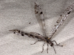 Dendroleon longipennis