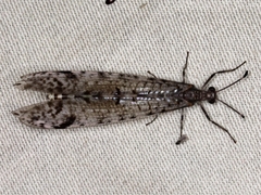 Dendroleon longipennis