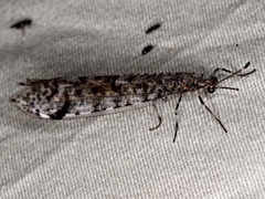 Dendroleon longipennis