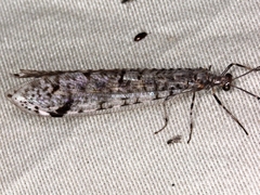 Dendroleon longipennis