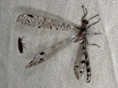 Dendroleon longipennis