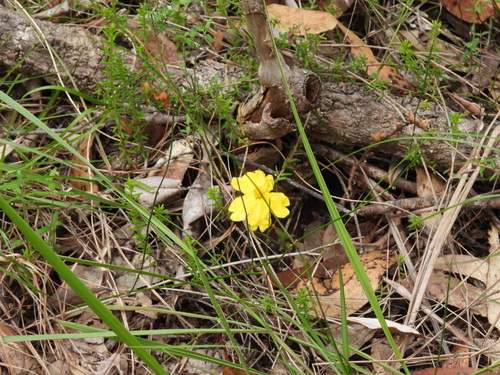 Image of Hibbertia vestita by (c) Mark Clarke, some rights reserved (CC BY)