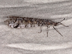 Dendroleon longipennis