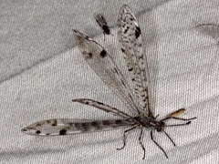 Dendroleon longipennis