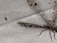 Dendroleon longipennis