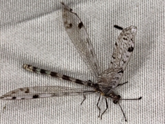 Dendroleon longipennis