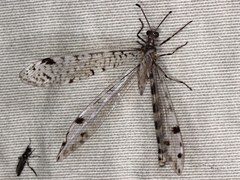 Dendroleon longipennis