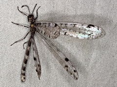 Dendroleon longipennis