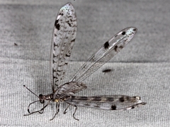 Dendroleon longipennis