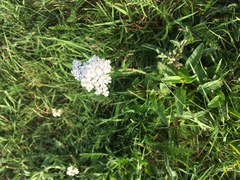 Achillea millefolium