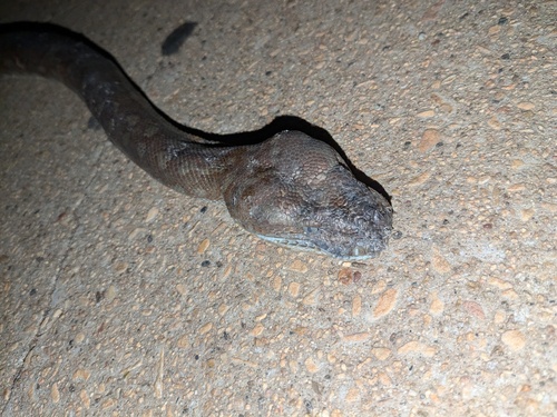 Centralian Carpet Python sighting