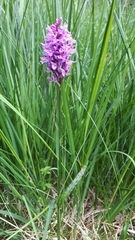 Dactylorhiza maculata