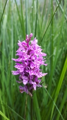 Dactylorhiza maculata