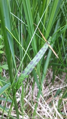 Dactylorhiza maculata