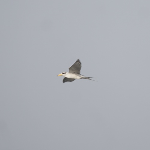 River Tern