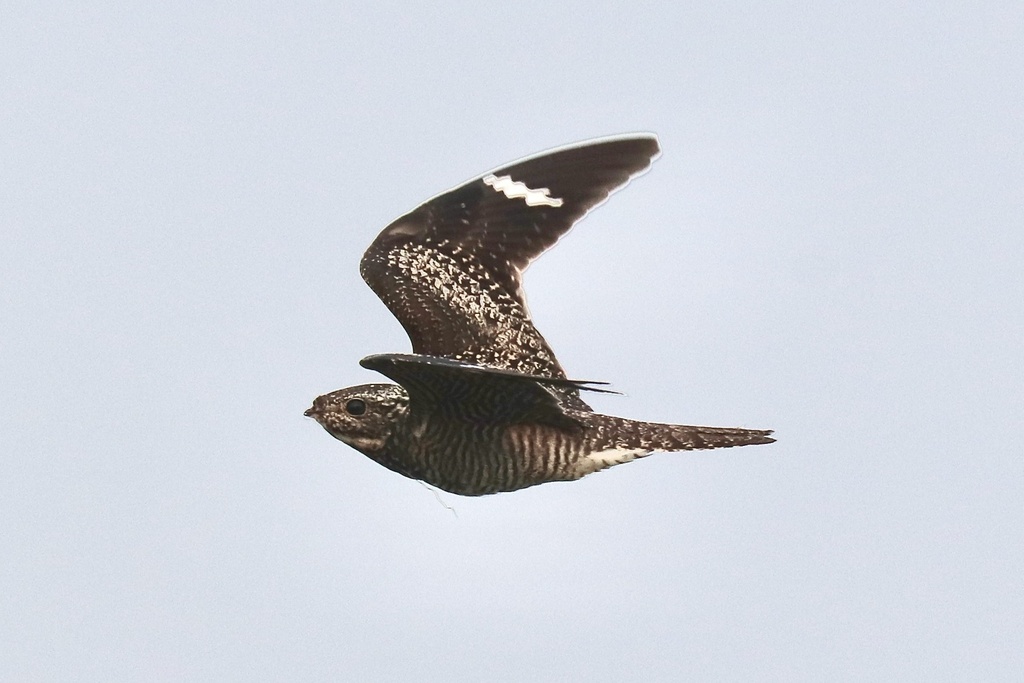 Common Nighthawk from Senlac No. 411, SK, CA on July 23, 2024 at 07:46 ...