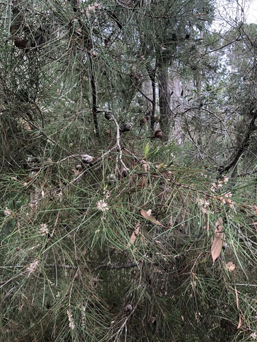 Image of Hakea actites by (c) Sam Westbrook, some rights reserved (CC BY)