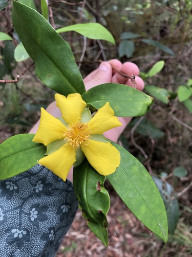 Hibbertia scandens