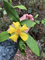 Hibbertia scandens