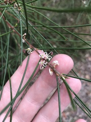 Coastal Hakea (Hakea actites)