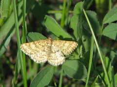 Heliomata glarearia