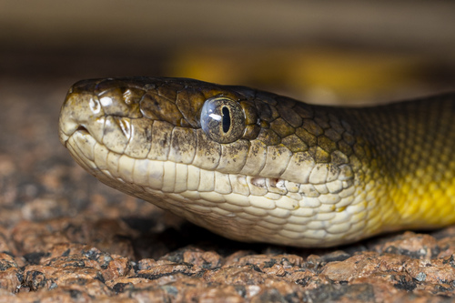 Water Python sighting