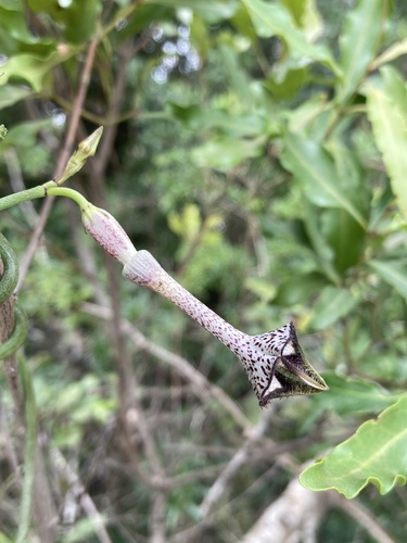 Ceropegia nilotica observed 2024-12-04