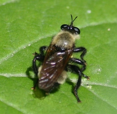 Laphria posticata