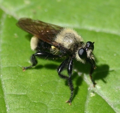Laphria posticata