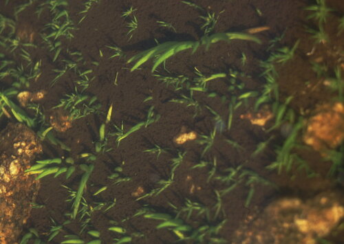 Australian quillwort (Isoetes australis)