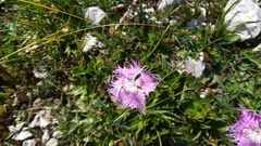 Dianthus sternbergii