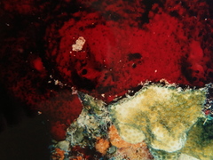 Phorbas amaranthus