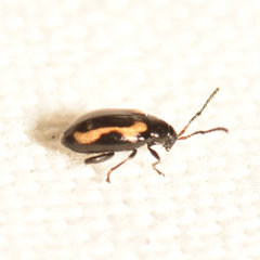 Phyllotreta striolata