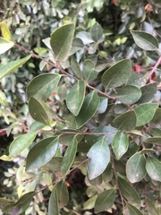 Hymenocardia ulmoides