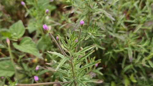 Aboriginal willowherb (Epilobium billardiereanum)
