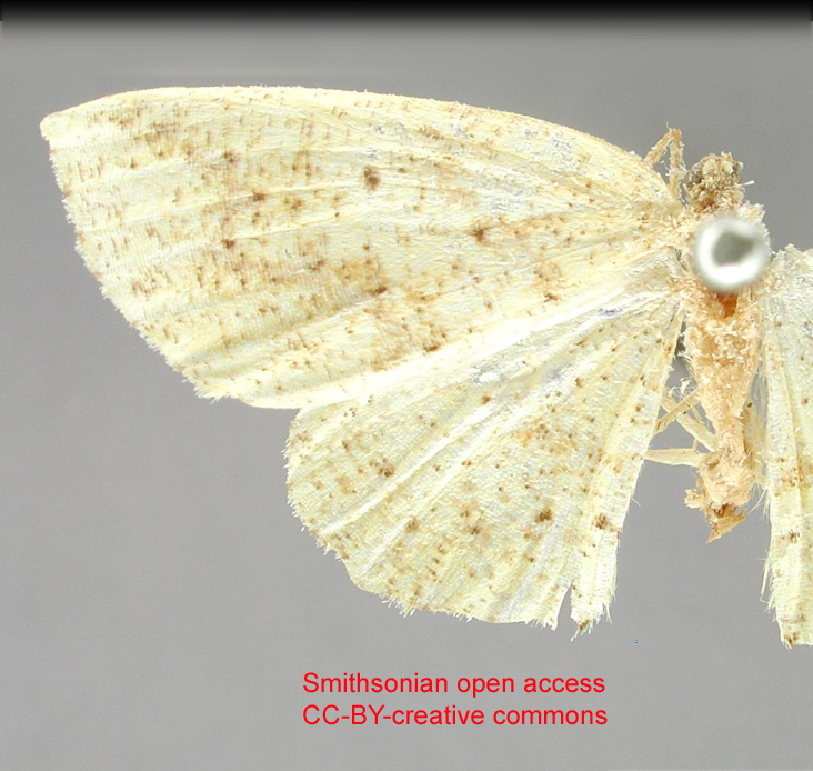Periclina conspersata