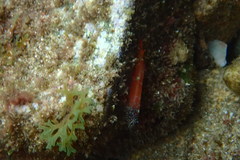 Tripterygion melanurus