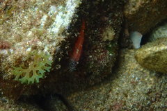 Tripterygion melanurus