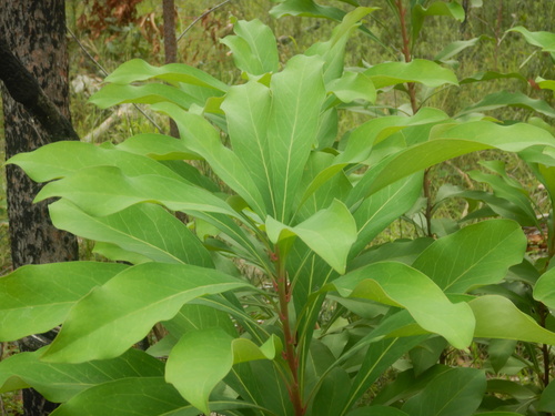 Telopea oreades, photograph 6