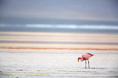 Phoenicoparrus jamesi