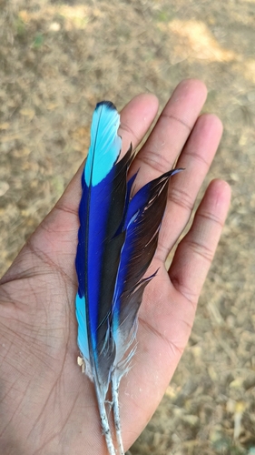 Indian Roller