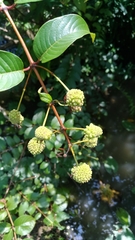 Cephalanthus tetrandra