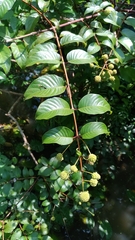 Cephalanthus tetrandra