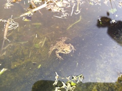 Bufotes viridis balearicus