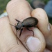 Orinocarabus - Photo (c) Andrea Battisti,  זכויות יוצרים חלקיות (CC BY-NC), הועלה על ידי Andrea Battisti