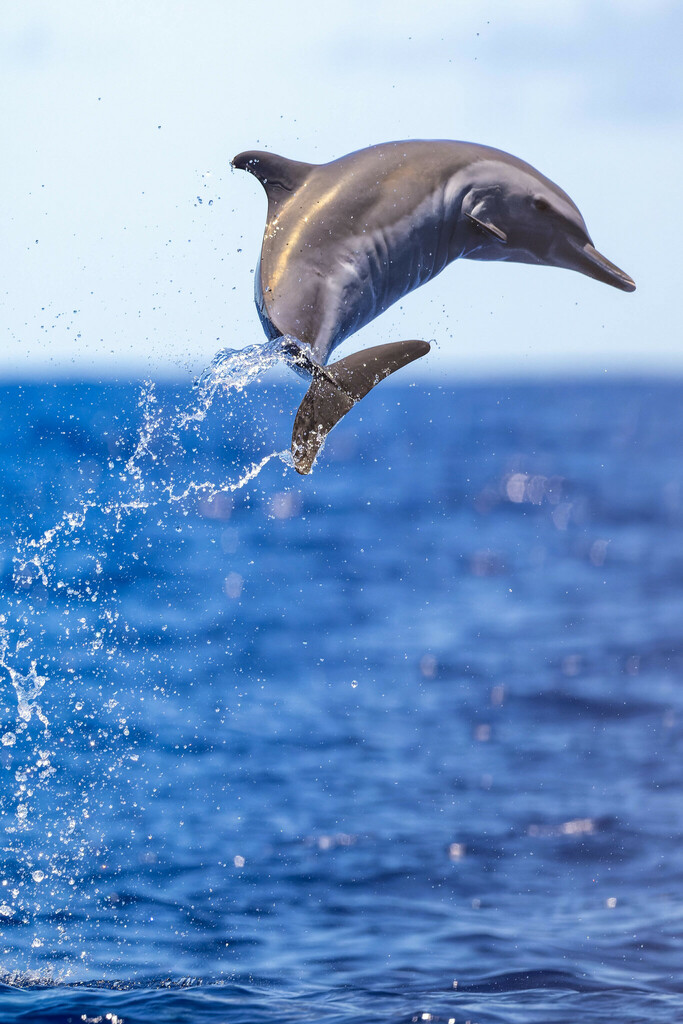 Pantropical spotted dolphin leaping high above the sea